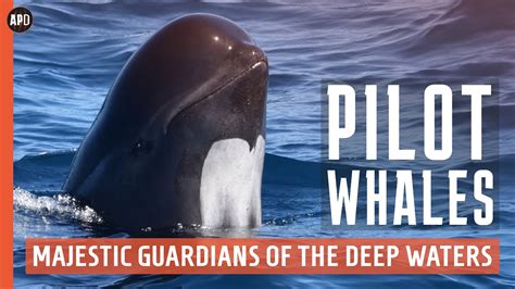 pilot whale predators.
